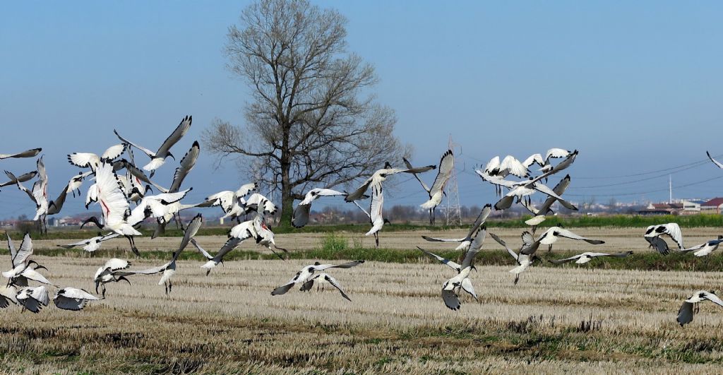 Uno stormo di Ibis sacri